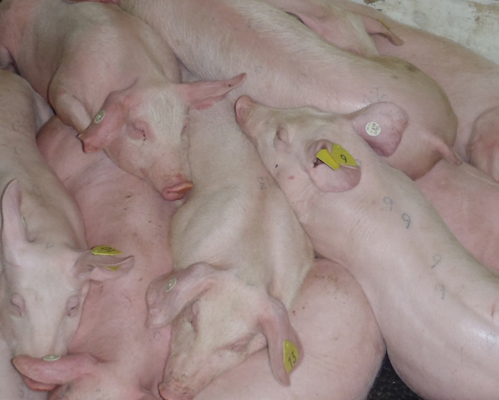 Отравление у свиней — что предпринять